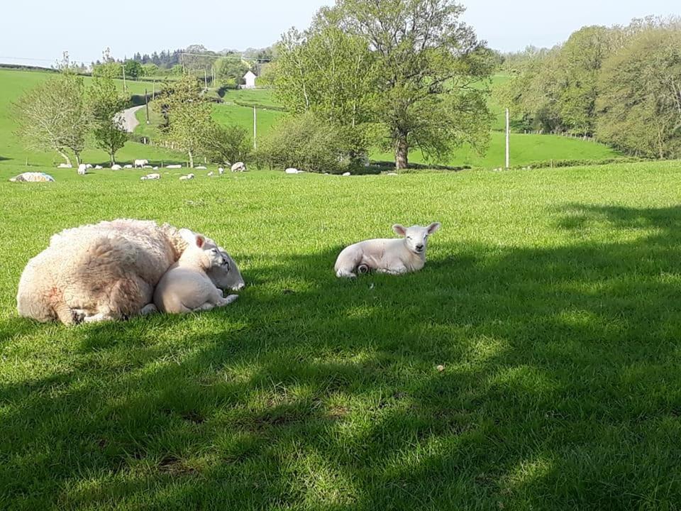 Ewe Retreat Shepherds Hut 헤리퍼드 외부 사진